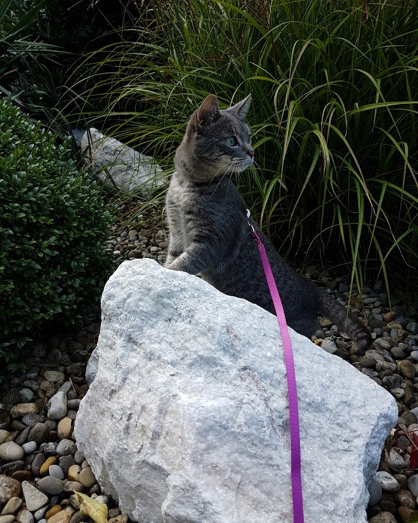 Katze an der Leine? Felipaws