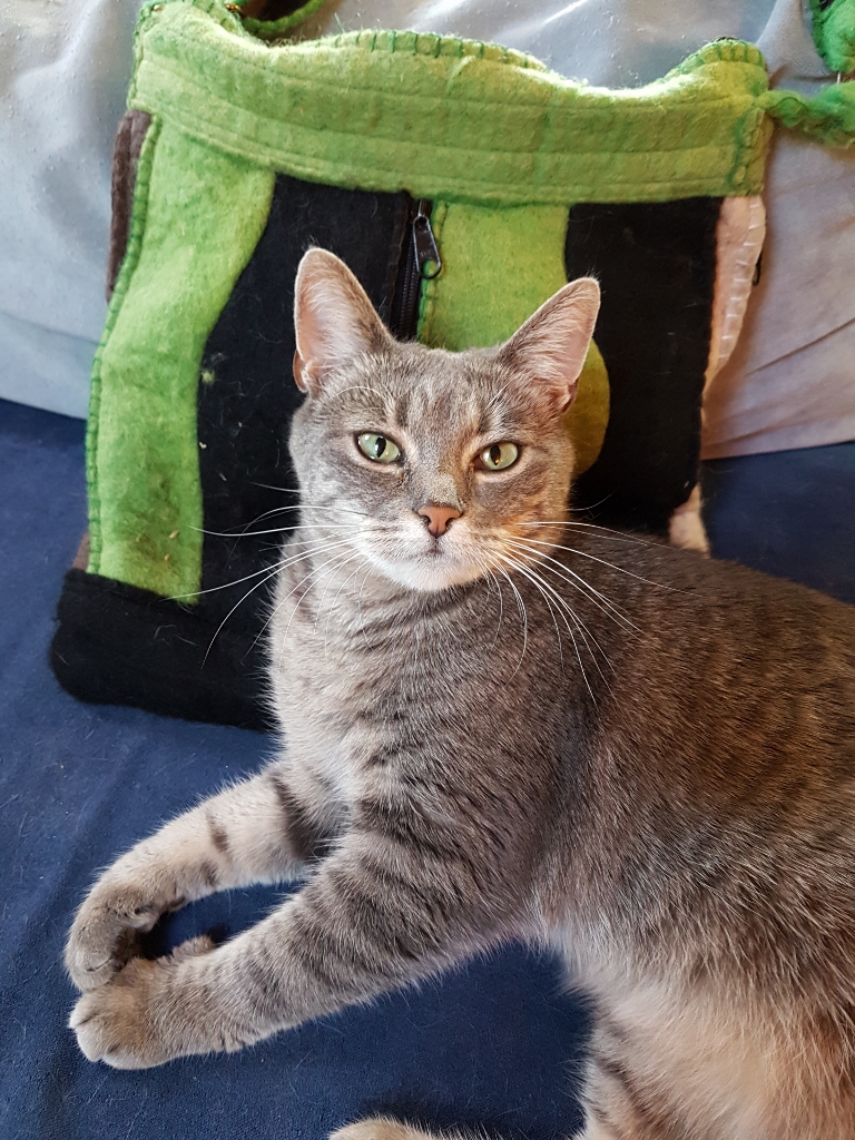 Die Regeln der Katzenhaltung - Felipaws